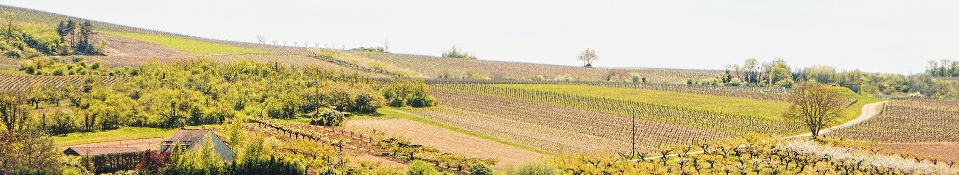 CHABLISIEN