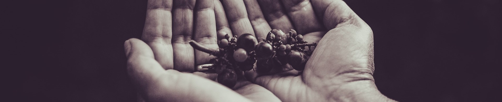 Vins Responsables