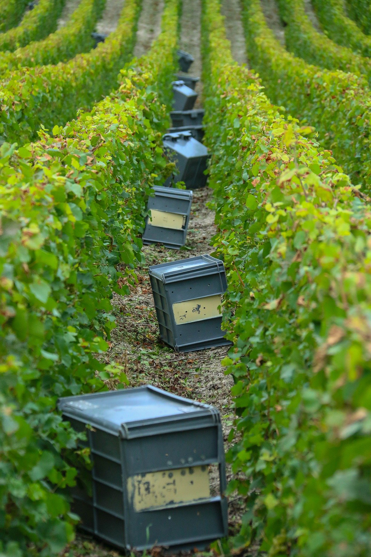 harvest-4425826_1920